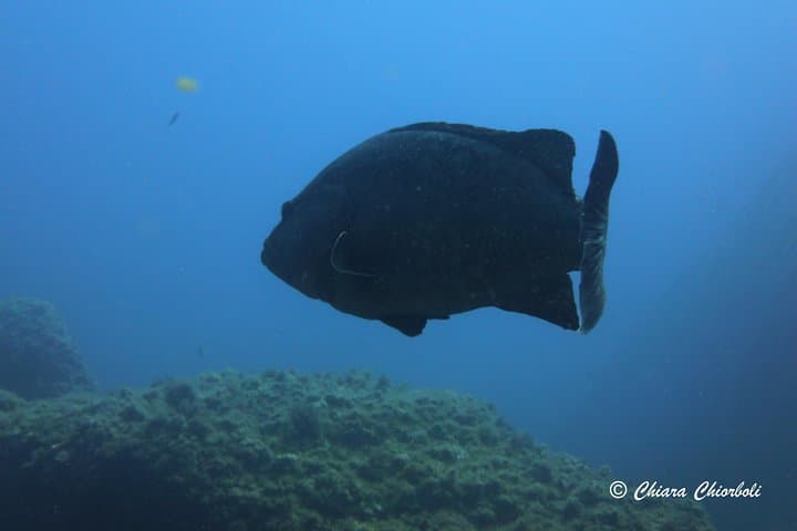 Capo Carbonara 6-Double-Dive Package — Guided Scuba in Villasimius, Sardinia