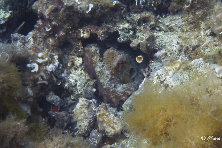 Capo Carbonara Eight-Dive Package: Explore Sardinia's Marine Protected Area