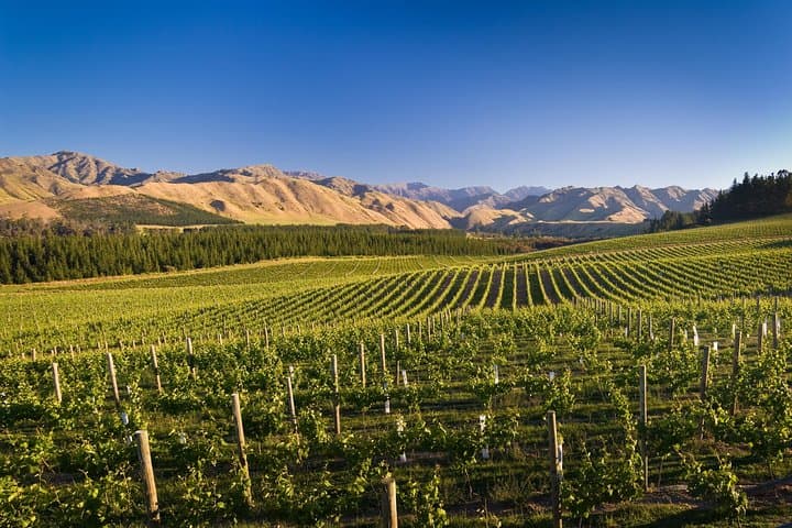 Picton VIP Wine & Scenic Shore Excursion photo 4