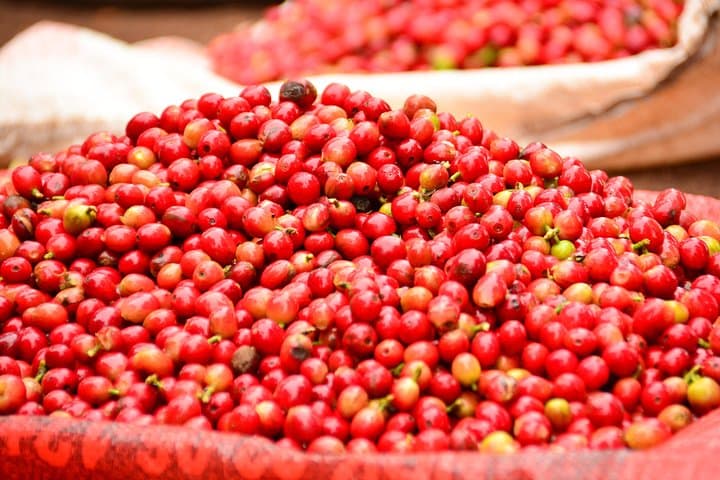 Fairview Coffee Estate Tour from Nairobi — Farm Walk, Processing & Waterfall Visit photo 6