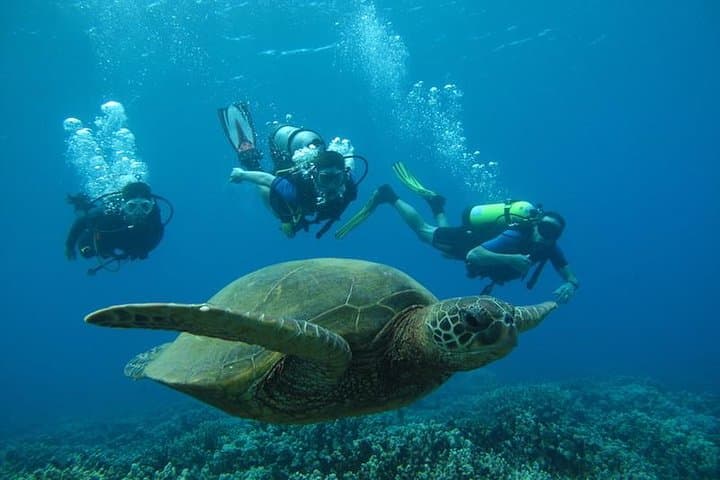 Beginner Scuba Dive in Lahaina — Kahekili Beach Shore Dive for First-Timers photo 4