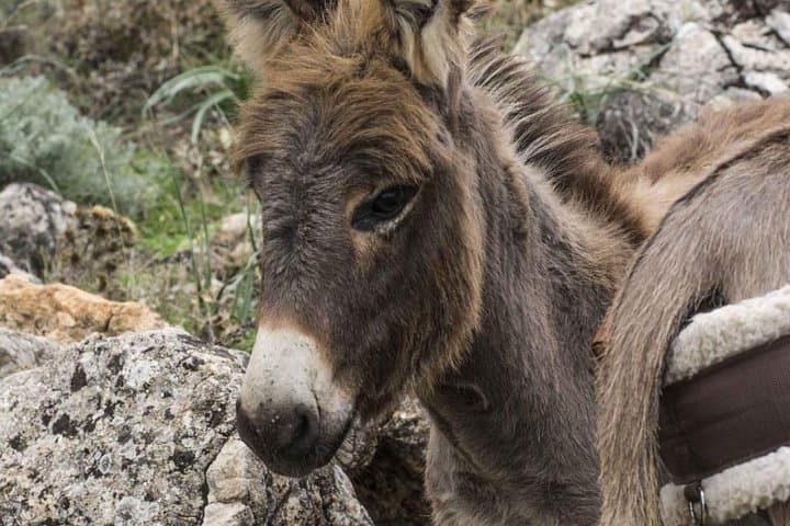 Donkey Treks in Sardinia: Transhumance Trails from Jerzu to Perda-e-Liana photo 4