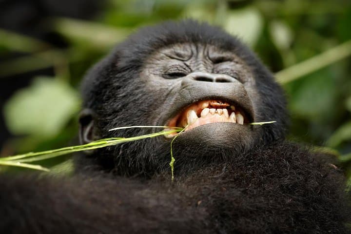 4-Day Gorilla Tracking in Uganda — Bwindi Mountain Gorilla Trek photo 2