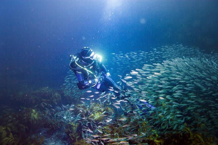 Advanced Open Water Course in Auckland: Deep, Drift & Wreck Diving photo 2