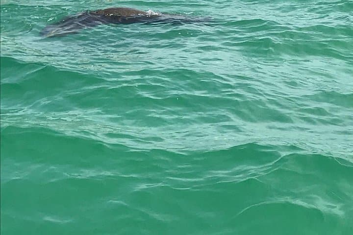 Dolphin Shelling & Snorkeling Cruise from Madeira Beach photo 5