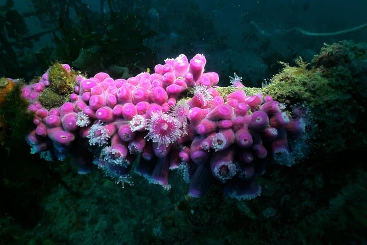 Dive the Rainbow Warrior Wreck — Cavalli Islands Charter photo 3