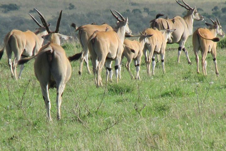 3-Day Masai Mara Safari: Big Five & Wildebeest Migration Experience photo 3