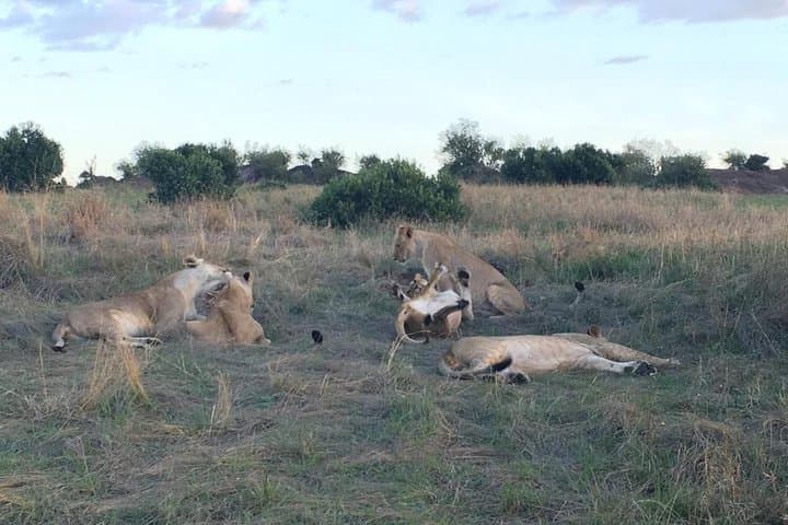 3-Day Masai Mara Safari: Big Five & Wildebeest Migration Experience photo 5