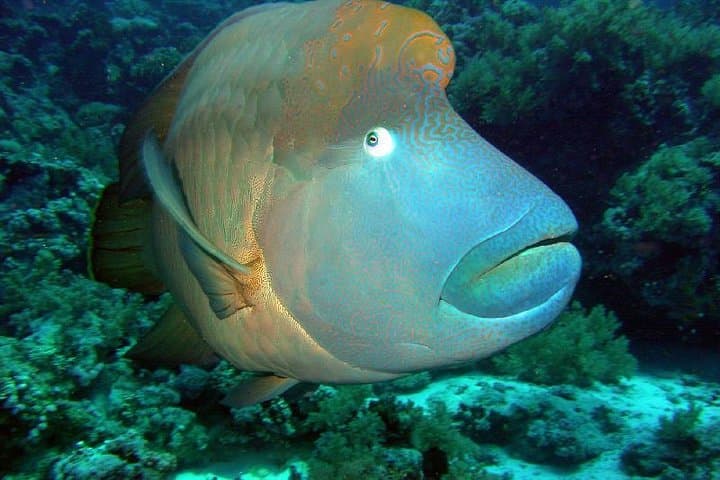 Ras Mohamed Half-Day Snorkeling Trip from Sharm El Sheikh photo 2