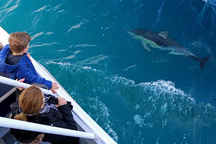 Dolphin and Whale Cruise — Phillip Island Cape Woolamai Marine Wildlife Tour