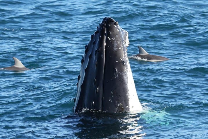 Dolphin and Whale Cruise — Phillip Island Cape Woolamai Marine Wildlife Tour photo 2