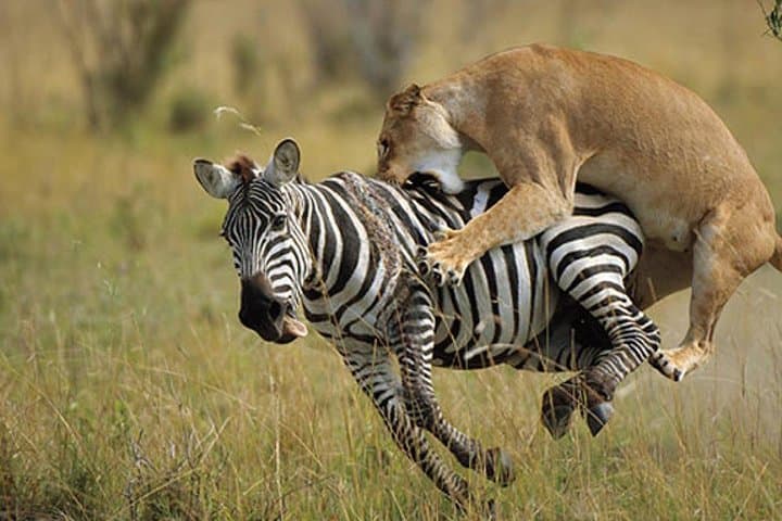 Masai Mara Wildebeest Migration: 8-Day Safari from Nairobi photo 3