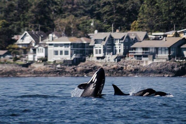 Ultimate Victoria Experience: Butchart Gardens, City Sights & Whale Watching photo 3