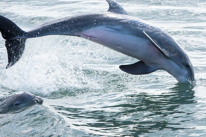 St. Augustine Dolphin Odyssey: 2-Hour Vilano Beach Sightseeing Cruise