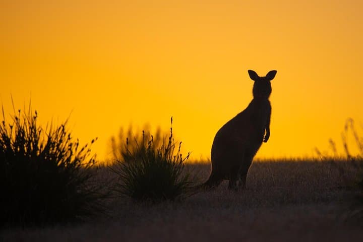 Flinders Chase Focus: Luxury Small-Group Kangaroo Island Day Tour photo 4