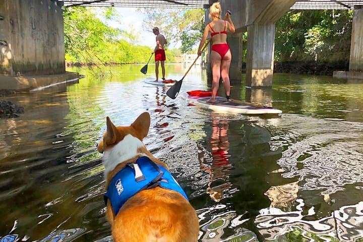 SUP PUP Paddleboard Tour — Paddle the Las Olas Canals with a Corgi Guide photo 2