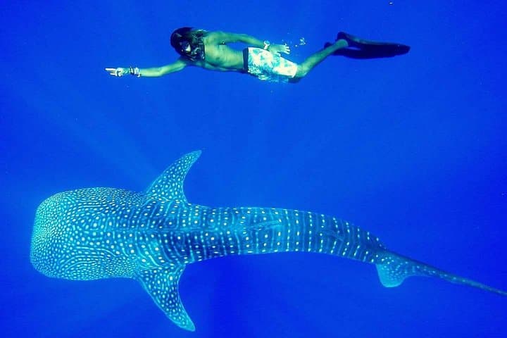 Early-Morning Mirissa Whale Watching with Private Transfer from Hikkaduwa & Galle photo 1