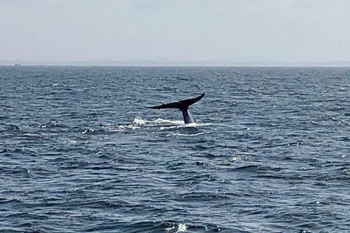 Early-Morning Mirissa Whale Watching with Private Transfer from Hikkaduwa & Galle photo 2