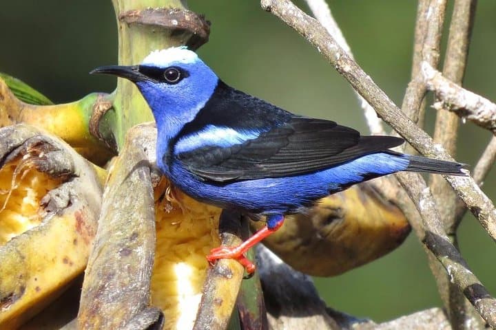Early-Morning Birding at Curi-Cancha Reserve, Monteverde