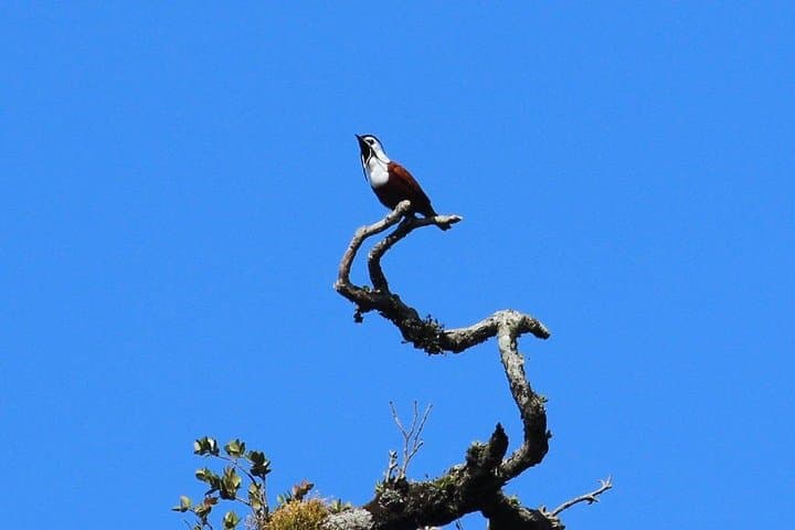 Early-Morning Birding at Curi-Cancha Reserve, Monteverde photo 2