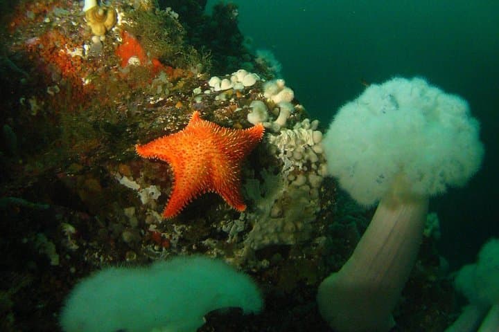 Howe Sound Scuba Charter from Horseshoe Bay — Pinnacles, Seals & Drift Dives photo 4