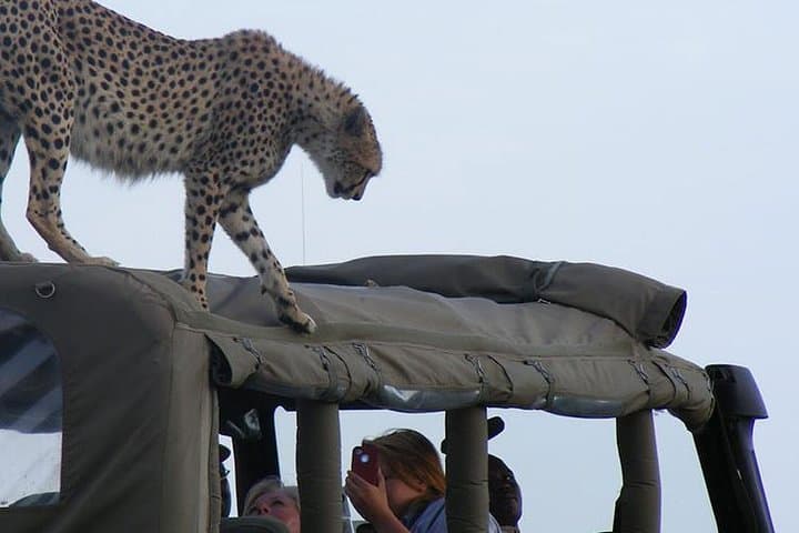 Masai Mara 2-Day Safari from Nairobi: Big Five & Migration Highlights photo 3