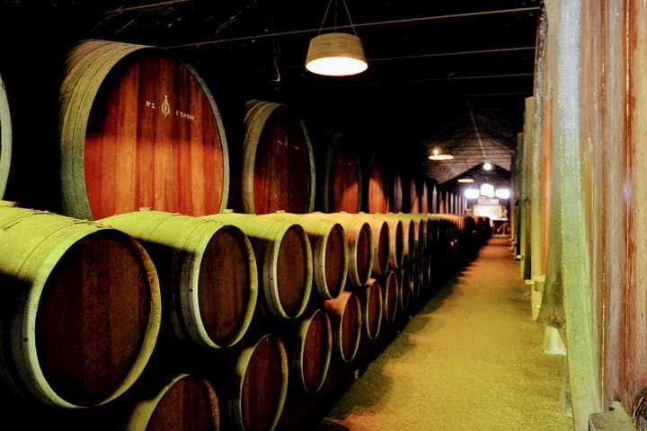 Lisbon Surf and Wine: Costa da Caparica Surf Session & Setúbal Wine Tasting photo 4