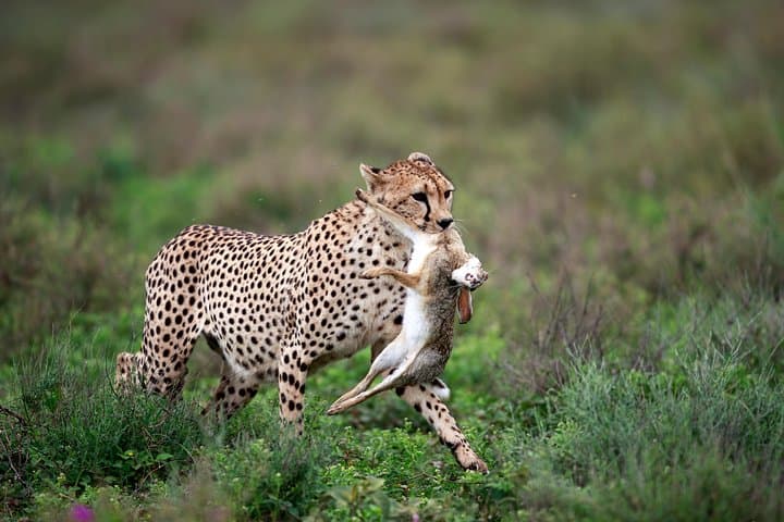 5-Day Luxury Tanzania Safari: Serengeti, Ngorongoro & Lake Manyara Lodge Circuit photo 3