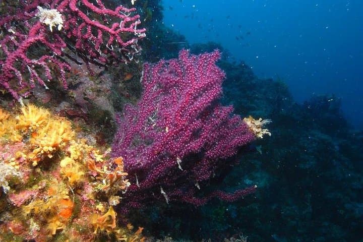 Red Sea Day Scuba Diving From Marsa Alam — Two-Tank Boat Trip to Coral Reefs photo 5