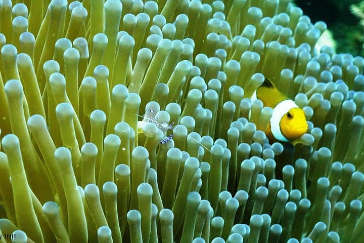 PADI Advanced Open Water Course in Menjangan — Dive Bali’s Coral Gardens photo 4