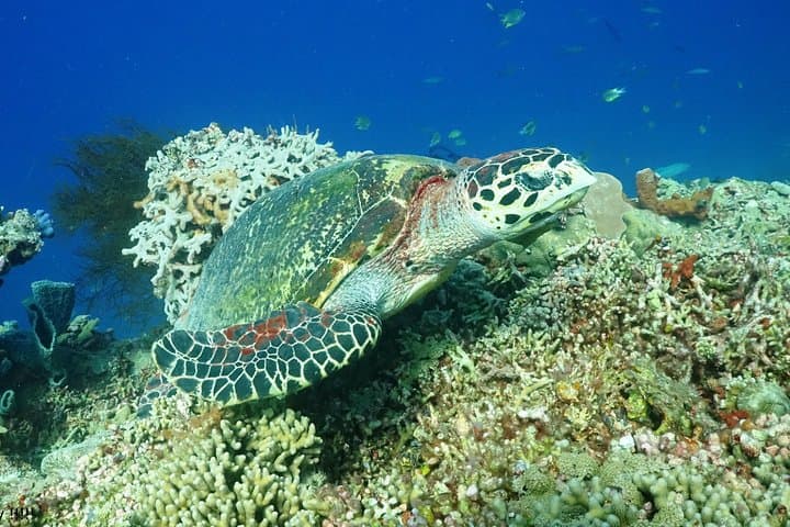 PADI Advanced Open Water Course in Menjangan — Dive Bali’s Coral Gardens photo 2
