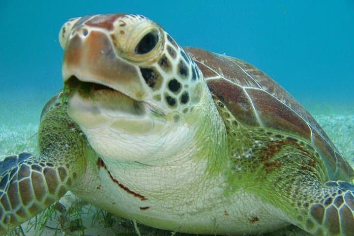 Tulum and Turtles: Half-Day Mayan Ruins and Snorkel with Sea Turtles