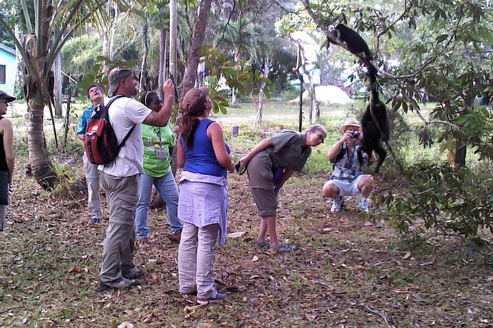 Howler Monkey Walk at Community Baboon Sanctuary — Belize Wildlife Tour