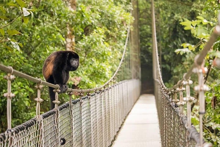 One-Day Arenal Combo: La Fortuna Waterfall, Treetop Suspension Bridges & Hot Springs photo 3