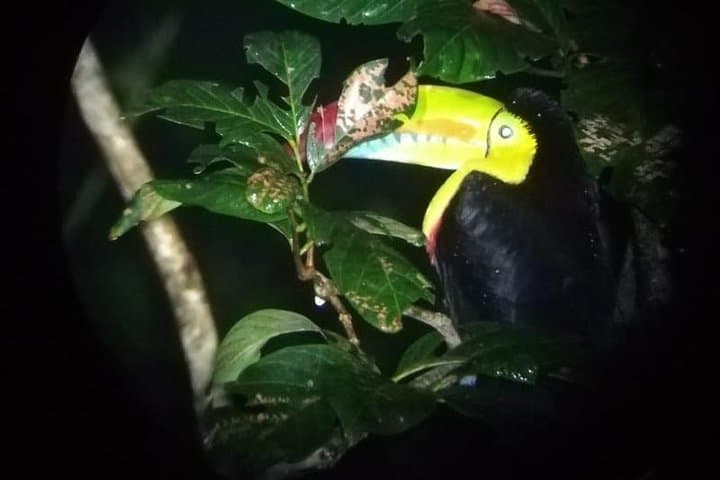 Monteverde Night Walk: Explore the Cloud Forest After Dark with a Local Guide