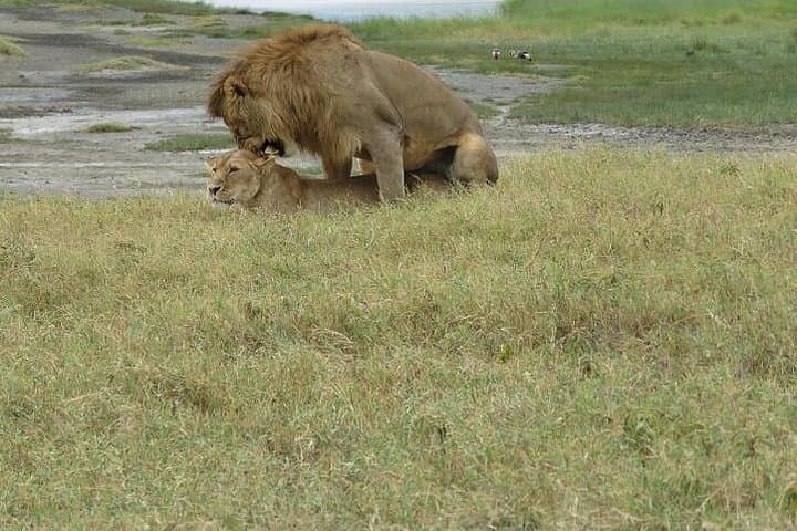 6-Day Serengeti Migration Safari — Private 4x4 Big Five Experience photo 2