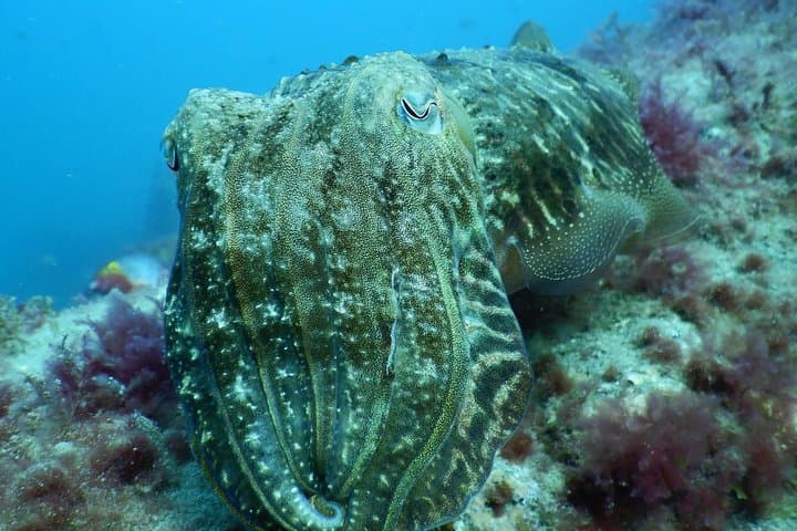 Learn to Scuba: PADI Open Water Course on Gran Canaria's Beaches photo 3