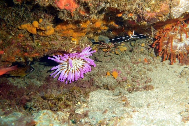 Learn to Scuba: PADI Open Water Course on Gran Canaria's Beaches photo 6