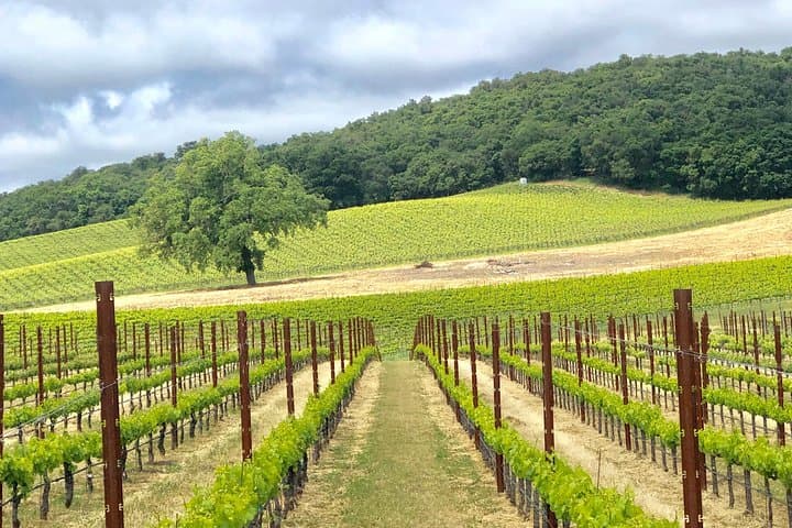 Paso Robles Wine Tour — Driver Drives Your Vehicle for Private Tasting photo 3