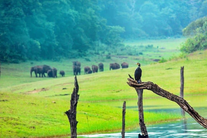 8-Day Kerala Private Tour: Munnar Hills, Periyar Wildlife, Backwaters & Kovalam Beaches photo 4