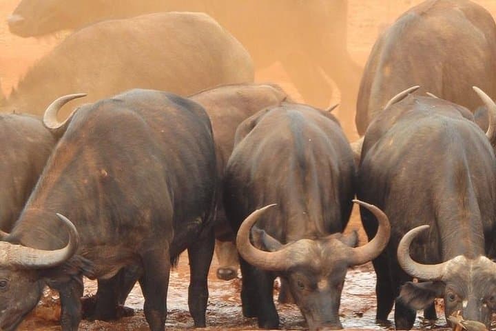 3-Day Mombasa to Taita Hills & Ngutuni Safari — Big Five, Saltlicks & Night Drives photo 6