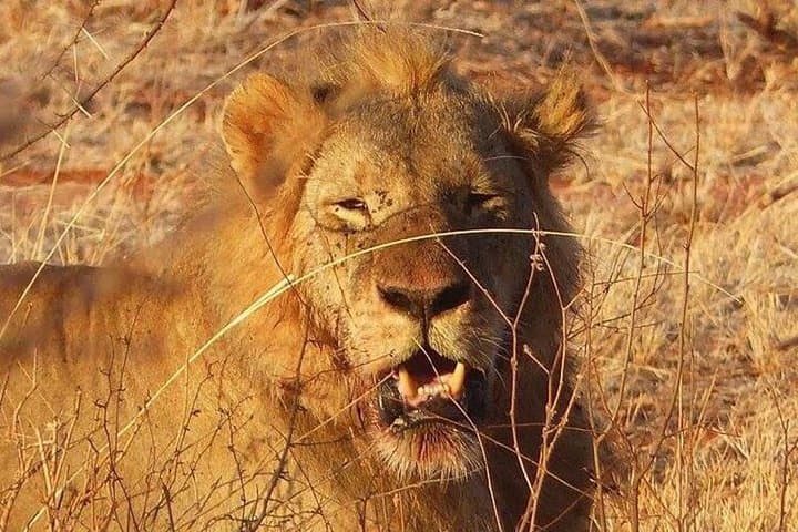 3-Day Mombasa to Taita Hills & Ngutuni Safari — Big Five, Saltlicks & Night Drives