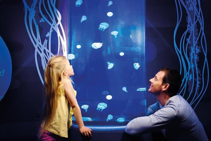 Inside SEA LIFE Great Yarmouth: Penguins, Rays & Interactive Rockpools photo 2