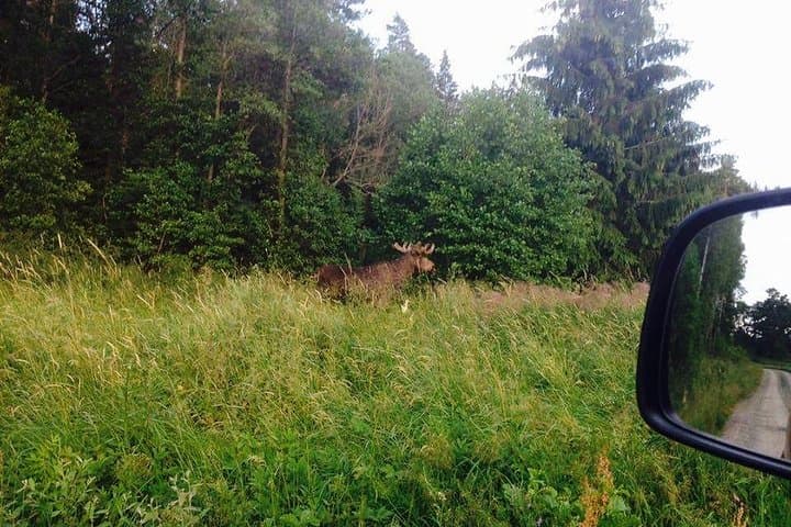 Evening Wildlife Safari from Stockholm: Moose, Rune Stones & Midsummer Meal photo 4