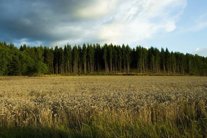 Evening Wildlife Safari from Stockholm: Moose, Rune Stones & Midsummer Meal photo 3