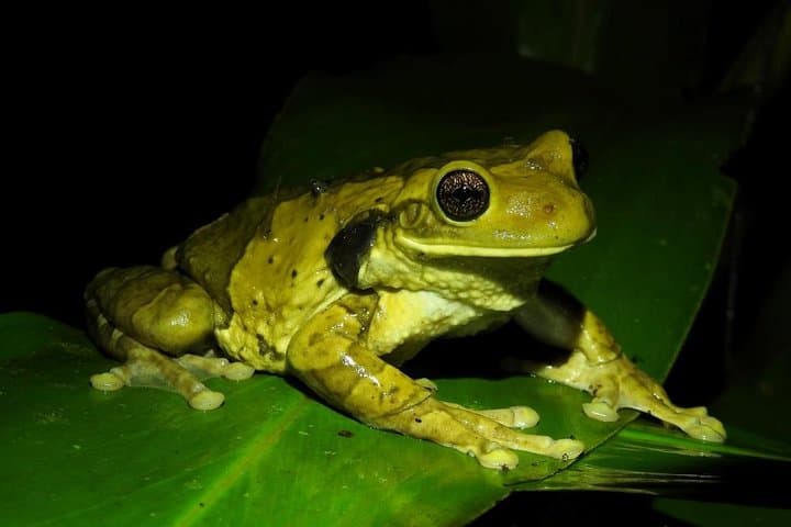 Manuel Antonio Jungle Night Tour — Nocturnal Wildlife Walk Near Quepos photo 2