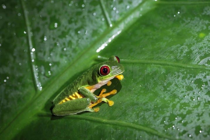 Manuel Antonio Jungle Night Tour — Nocturnal Wildlife Walk Near Quepos photo 3