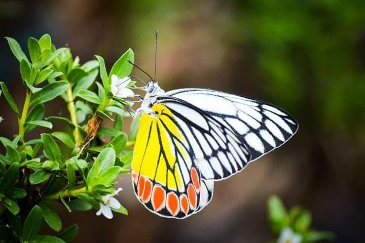 Thattekad Guided Bird Walk at Salim Ali Bird Sanctuary — Morning & Evening Tours photo 4