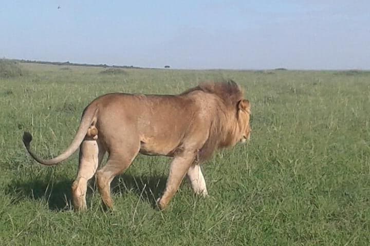 4-Day Wildebeest Migration Budget Safari in Masai Mara — Game Drives & Camping