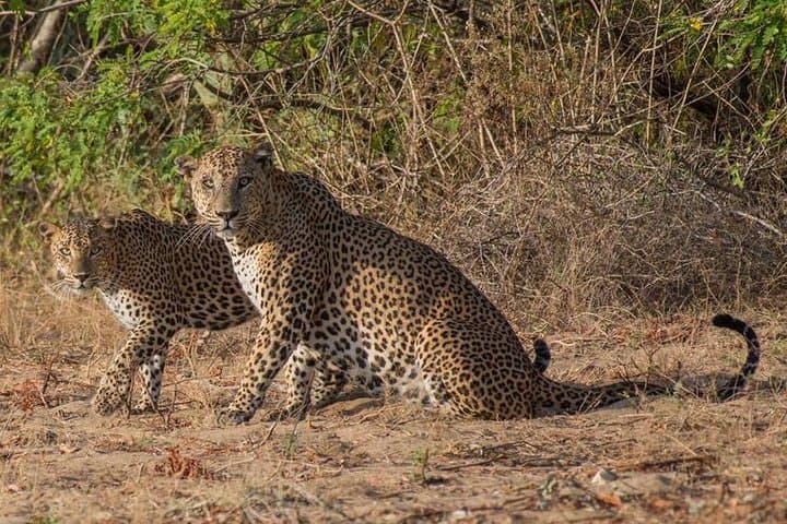 five-day-private-tour-english-speaking-guide-explore-sri-lanka photo 5